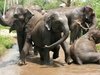 «Escapade» : Une vrai expérience avec les éléphants proche de Chiang Maï